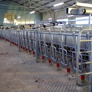 Salle de traite parallèle avec sortie rapide